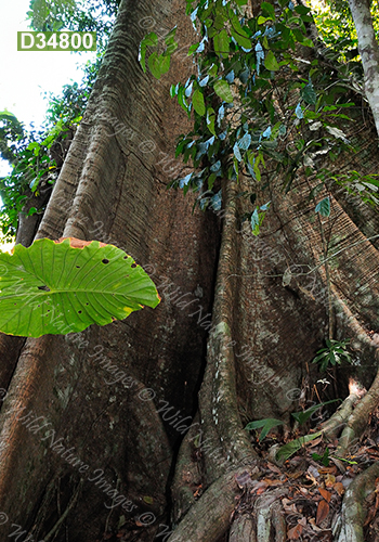 Kapok (Ceiba pentandra, Malvaceae)